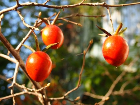 f:id:fujitam3:20151228213232j:image