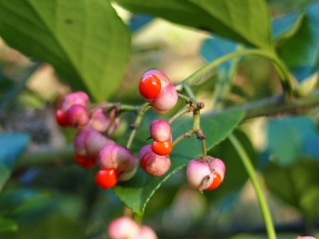 f:id:fujitam3:20151228213236j:image