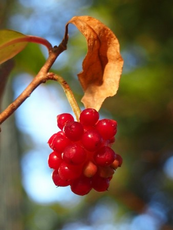 f:id:fujitam3:20151228213238j:image