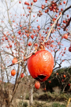 f:id:fujitam3:20151229212357j:image