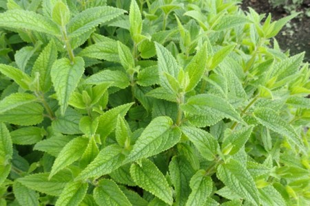 f:id:fujitam3:20160705225243j:image