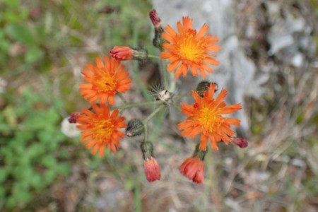 f:id:fujitam3:20160707213947j:image