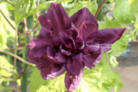 f:id:fujitam3:20160712223224j:image