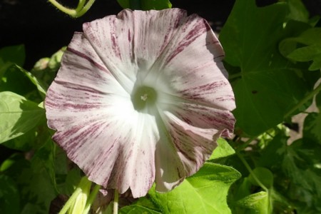 f:id:fujitam3:20160712223229j:image