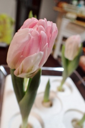 f:id:fujitam3:20170116201219j:image