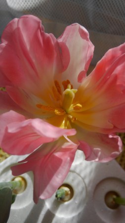 f:id:fujitam3:20170121203824j:image