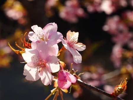 f:id:fujitam3:20170304150959j:image