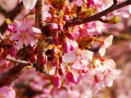 f:id:fujitam3:20170304151000j:image