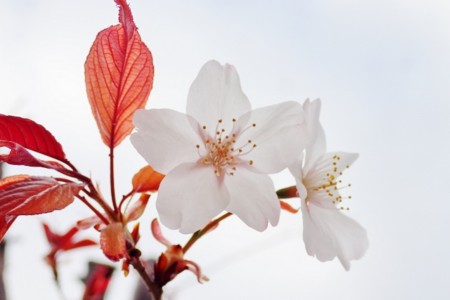 f:id:fujitam3:20170404062505j:image