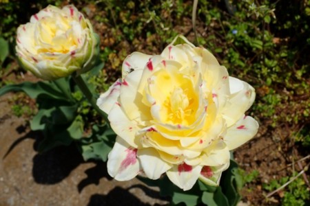 f:id:fujitam3:20170420213022j:image