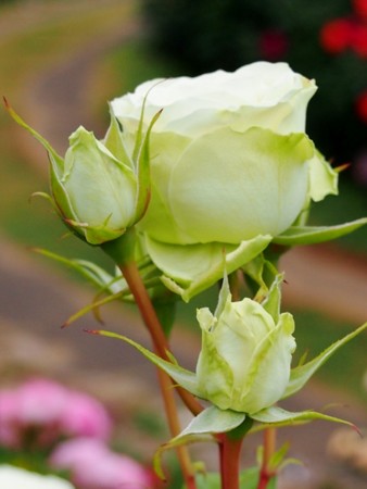 f:id:fujitam3:20170528172043j:image