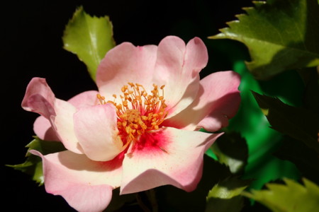 f:id:fujitam3:20170528173320j:image