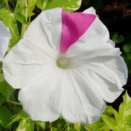 f:id:fujitam3:20170716133836j:image