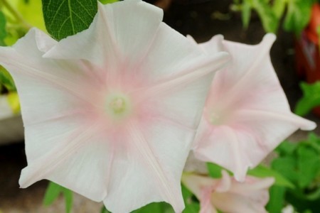 f:id:fujitam3:20170719213154j:image