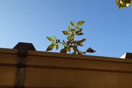 f:id:fujitam3:20171109211553j:image