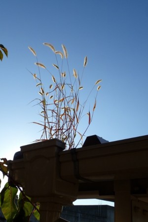 f:id:fujitam3:20171109211556j:image