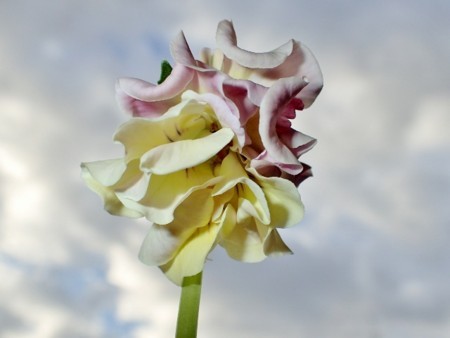 f:id:fujitam3:20171111180425j:image