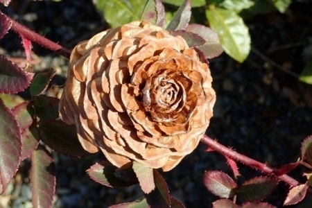 f:id:fujitam3:20171230110540j:image