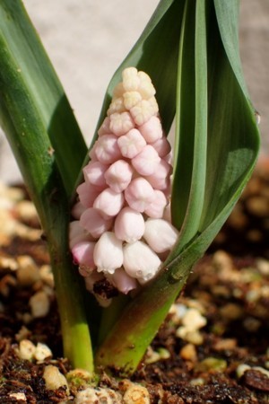 f:id:fujitam3:20180305225722j:image