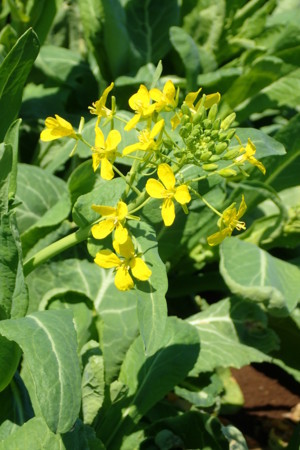 小松菜の花 ふじたまの日々