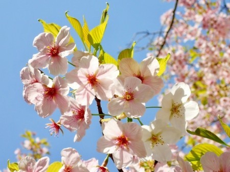 f:id:fujitam3:20180331154508j:image