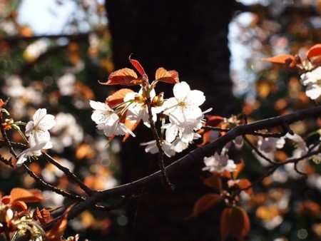 f:id:fujitam3:20180331154520j:image