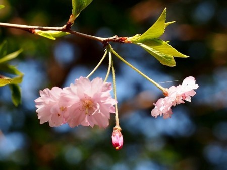 f:id:fujitam3:20180331154531j:image