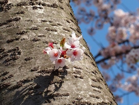 f:id:fujitam3:20180331154534j:image