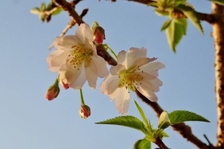 f:id:fujitam3:20180331214718j:image