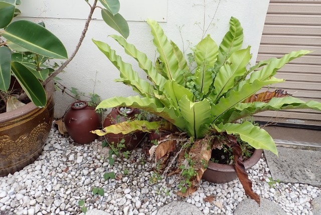 f:id:fujitam3:20190213214224j:plain