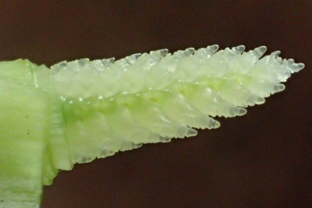 f:id:fujitam3:20190316215527j:plain