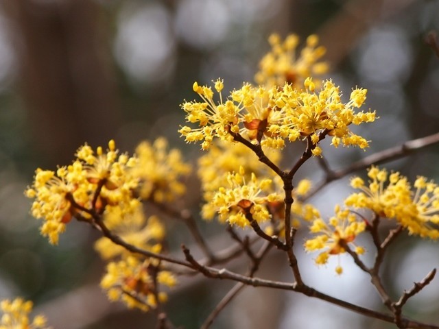 f:id:fujitam3:20190318171954j:plain