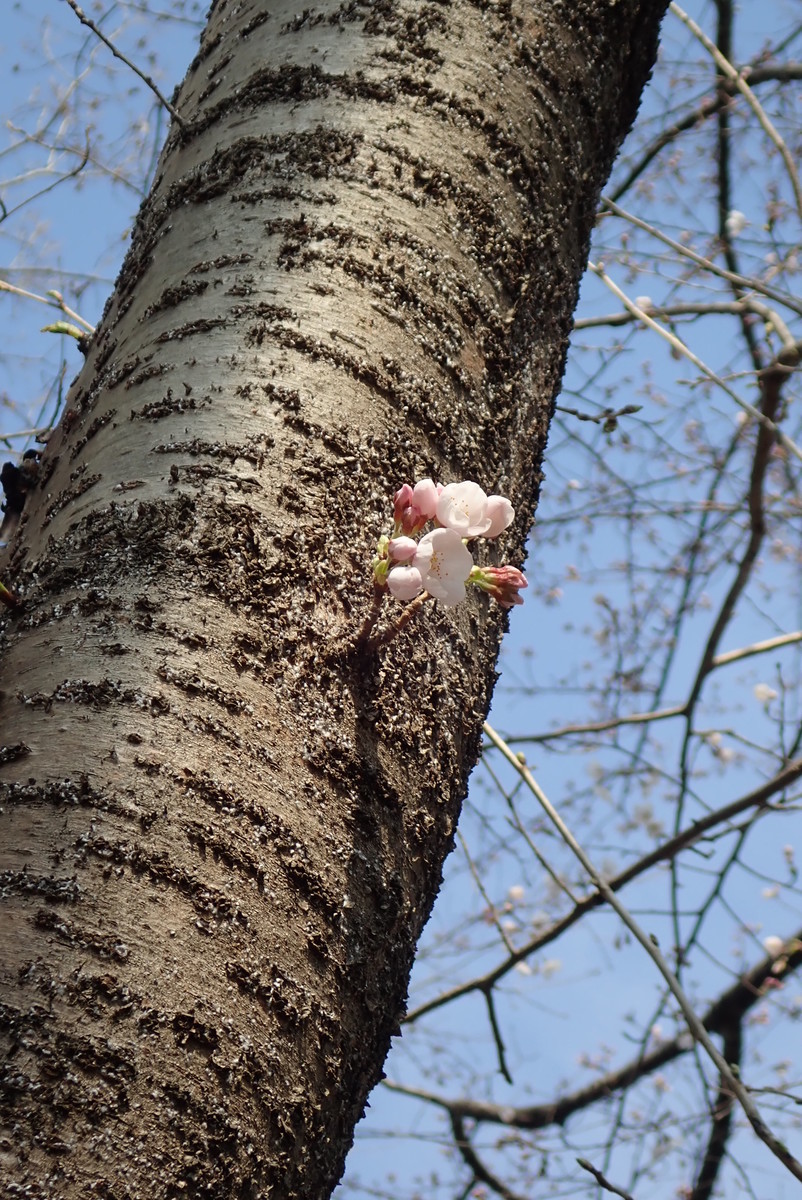 f:id:fujitam3:20190328062023j:plain