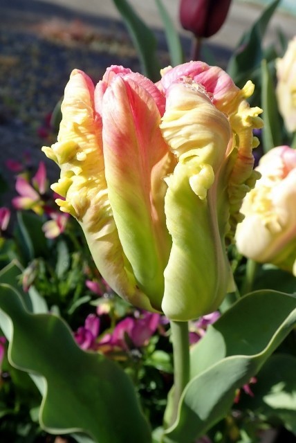 f:id:fujitam3:20190409211106j:plain