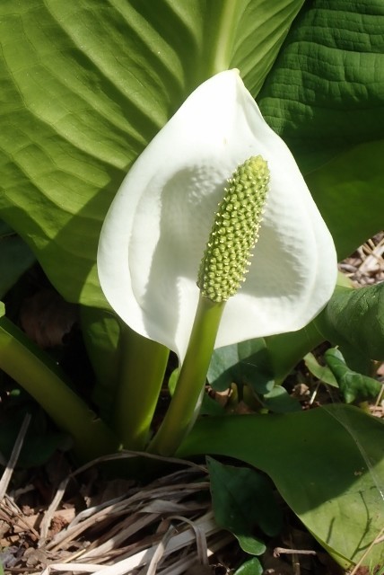 f:id:fujitam3:20190413221149j:plain