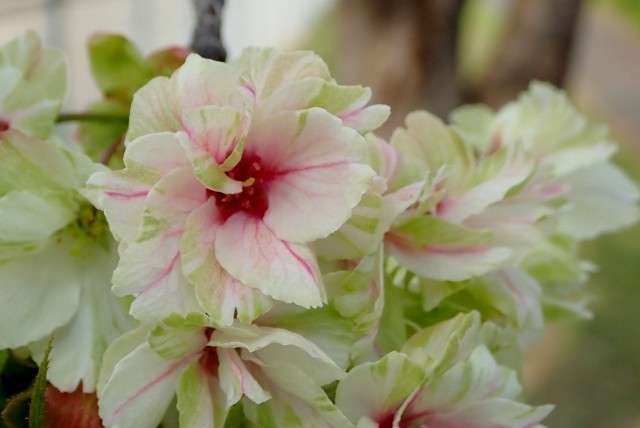 f:id:fujitam3:20190421162223j:plain