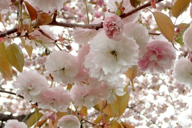 f:id:fujitam3:20190421162236j:plain