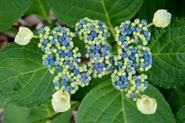 f:id:fujitam3:20190601153543j:plain