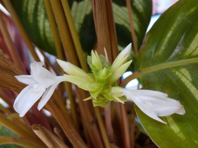 f:id:fujitam3:20190709223310j:plain