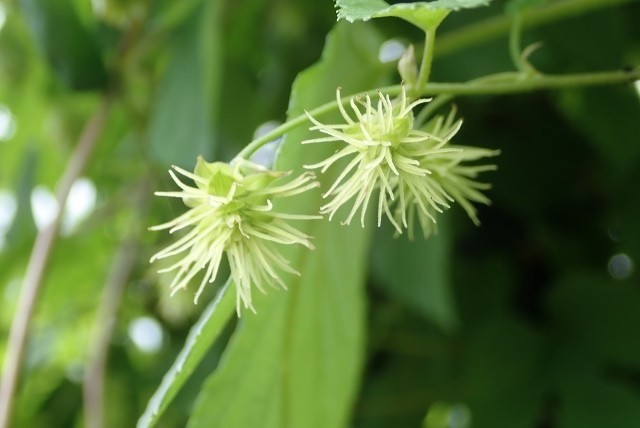 f:id:fujitam3:20190720105615j:plain