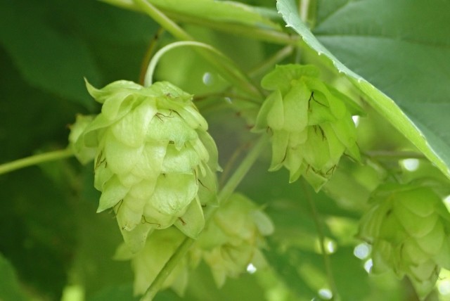 f:id:fujitam3:20190720105625j:plain