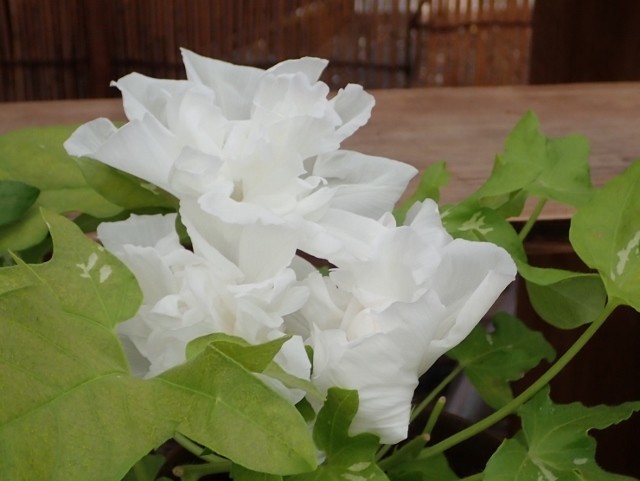 f:id:fujitam3:20190802182944j:plain