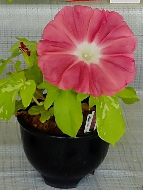 f:id:fujitam3:20190802183220j:plain