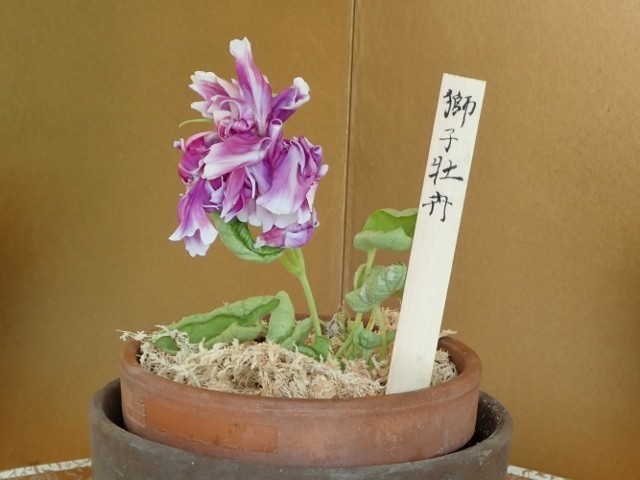 f:id:fujitam3:20190802183604j:plain