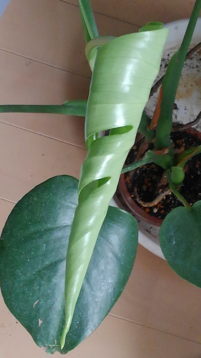 f:id:fujitam3:20190818215327j:plain