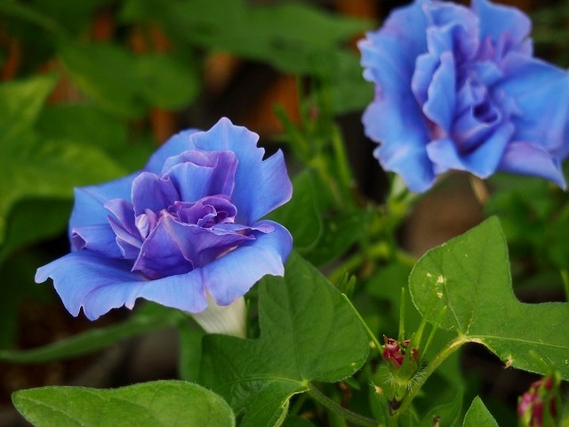 f:id:fujitam3:20190831170534j:plain