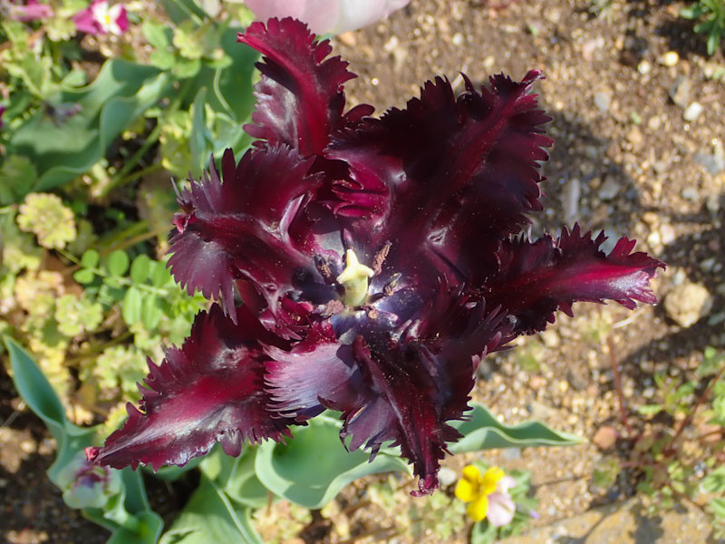 f:id:fujitam3:20200416201148j:plain