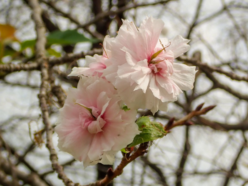 f:id:fujitam3:20201003131414j:plain