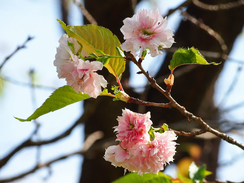 f:id:fujitam3:20201003131423j:plain