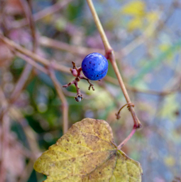 f:id:fujitam3:20201218222021j:plain